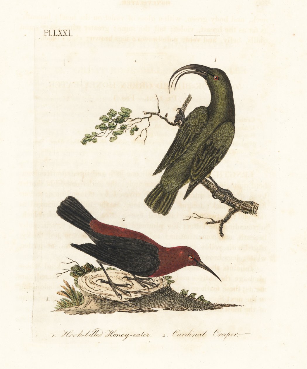 Kleine akialoa, Hemignathus obscurus (uitgestorven) en kardinaal myzomela, Myzomela cardinalis. (Haaksnavelige groene honingeter, Certhia obscura, inheems in Hawaï, en kardinaal honingeter, Certhia cardinalis, inheems in Tanna, Vanuatu.) Handgekleurde kope door John Latham