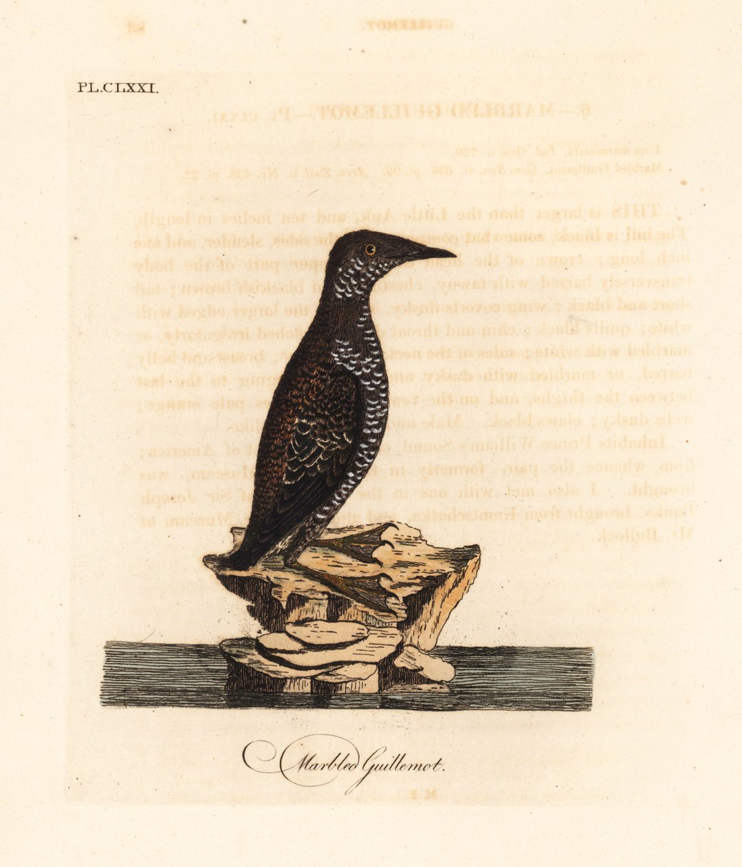 Gemarmerde alk, Brachyramphus marmoratus. Bedreigd. Handgekleurde kopergravure getekend en gegraveerd door John Latham uit zijn eigen A General History of Birds, Winchester door John Latham
