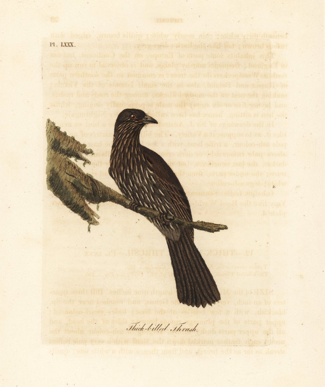 Nieuw-Zeeland Zuidereiland piopio, Turnagra capensis. Uitgestorven. (Dikbek lijster, Turdus crassirostris.) Handgekleurde koperplaat getekend en gegraveerd door John Latham uit zijn eigen A General History of Birds, Winchester door John Latham