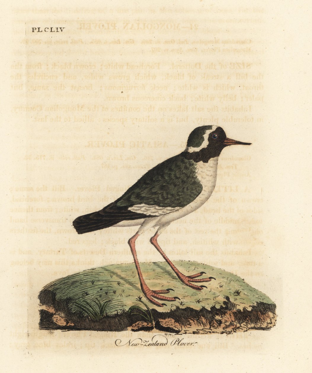 Nieuw-Zeelandse plevier, Charadrius obscure (Charadrius novae Zealandiae). Bedreigd. Handgekleurde koperplaat getekend en gegraveerd door John Latham uit zijn eigen A General History of Birds, Winchester door John Latham