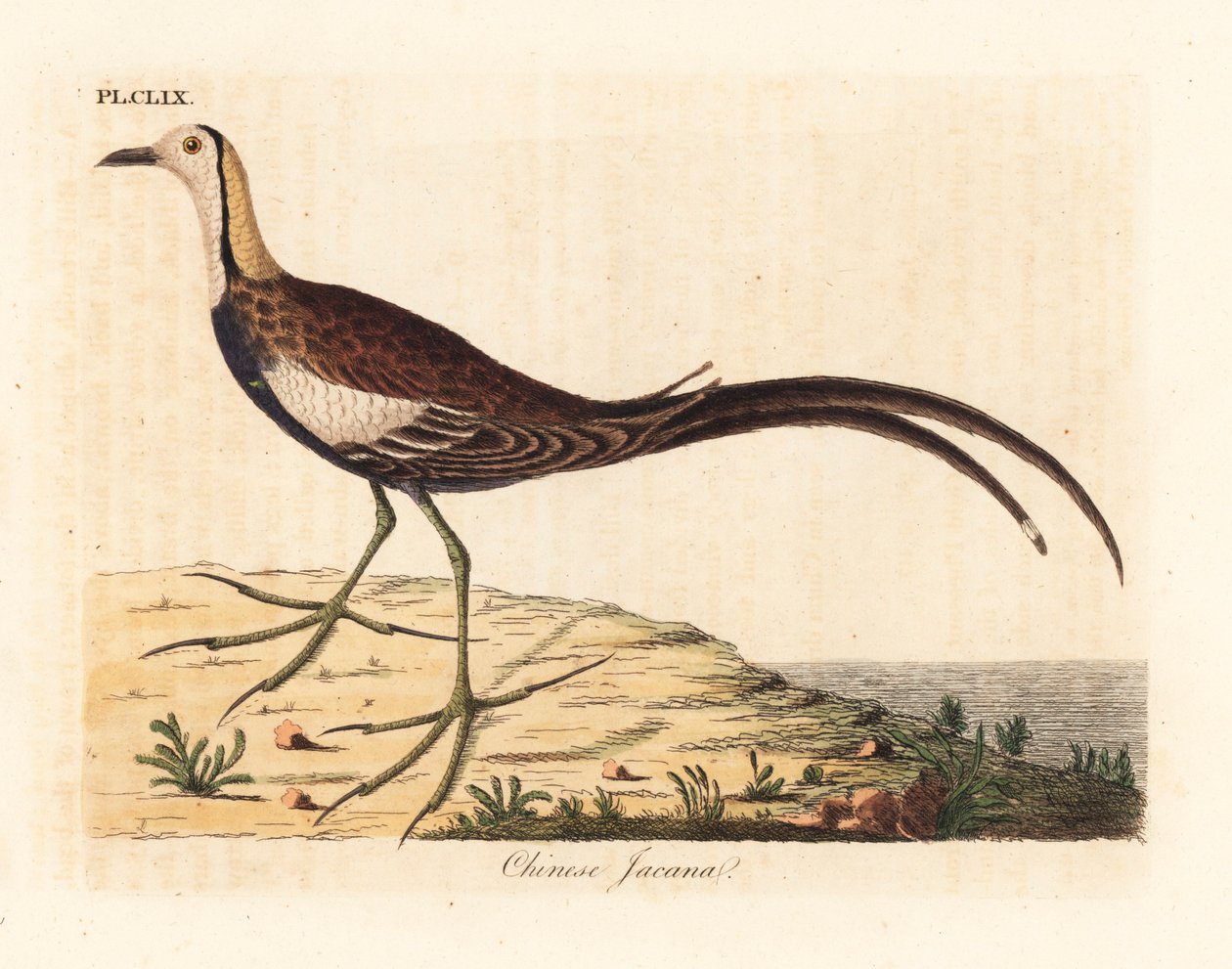 Fazantstaartjacana, Hydrophasianus surgus (Chinese jacana, Parra sinensis). Handgekleurde koperplaat getekend en gegraveerd door John Latham uit zijn eigen A General History of Birds, Winchester door John Latham