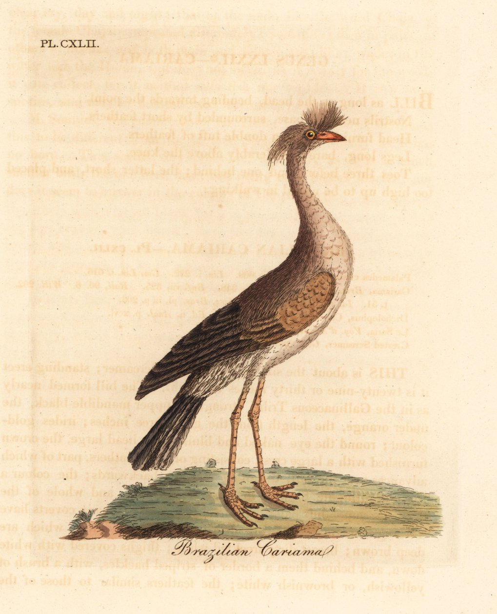 Roodpoot seriema of kuifcariama, Cariama cristata. Handgekleurde koperplaat getekend en gegraveerd door John Latham uit zijn eigen A General History of Birds, Winchester door John Latham