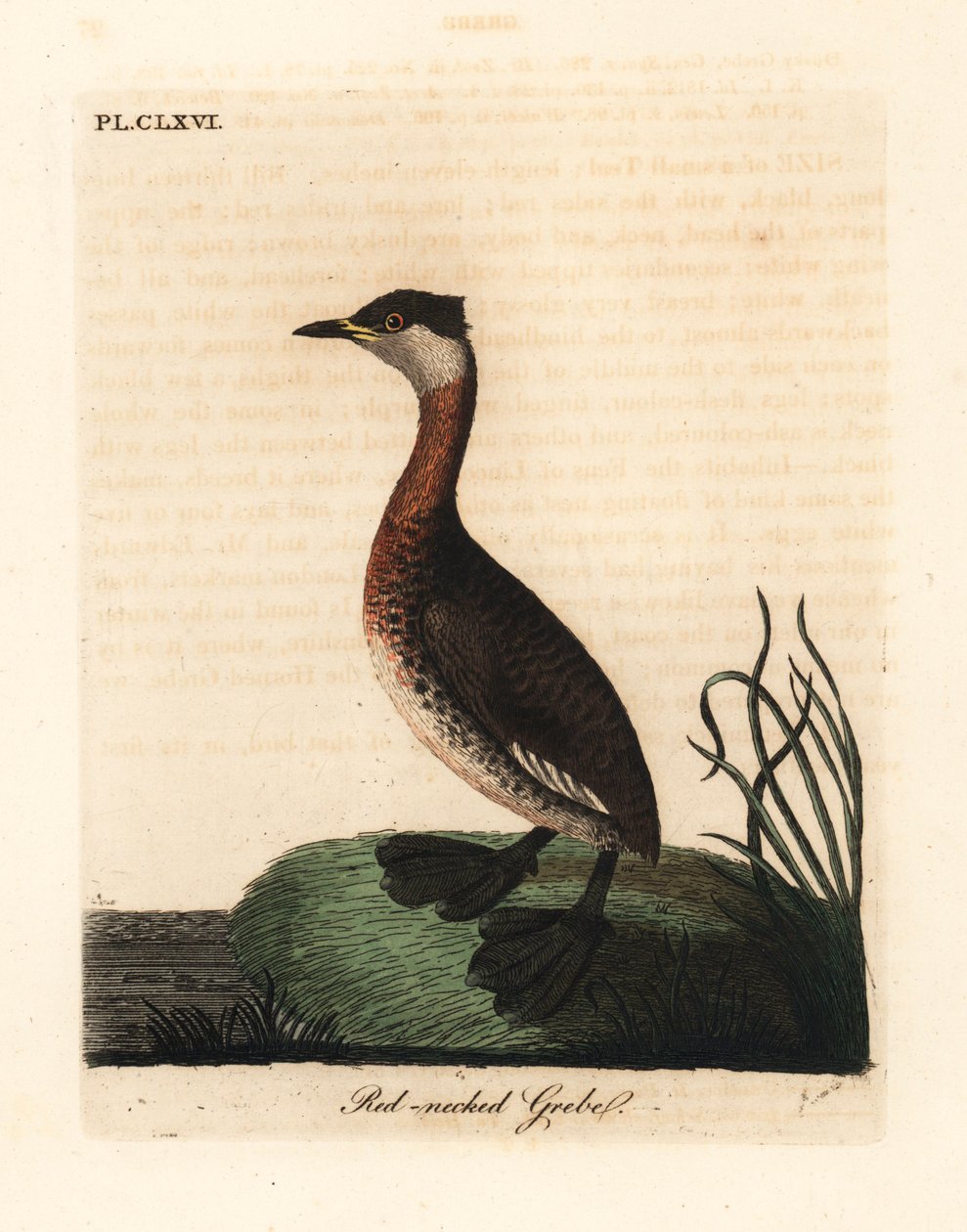 Roodnekfuut, Podiceps grisegena (Podiceps rubricollis). Handgekleurde koperplaat getekend en gegraveerd door John Latham uit zijn eigen A General History of Birds, Winchester door John Latham
