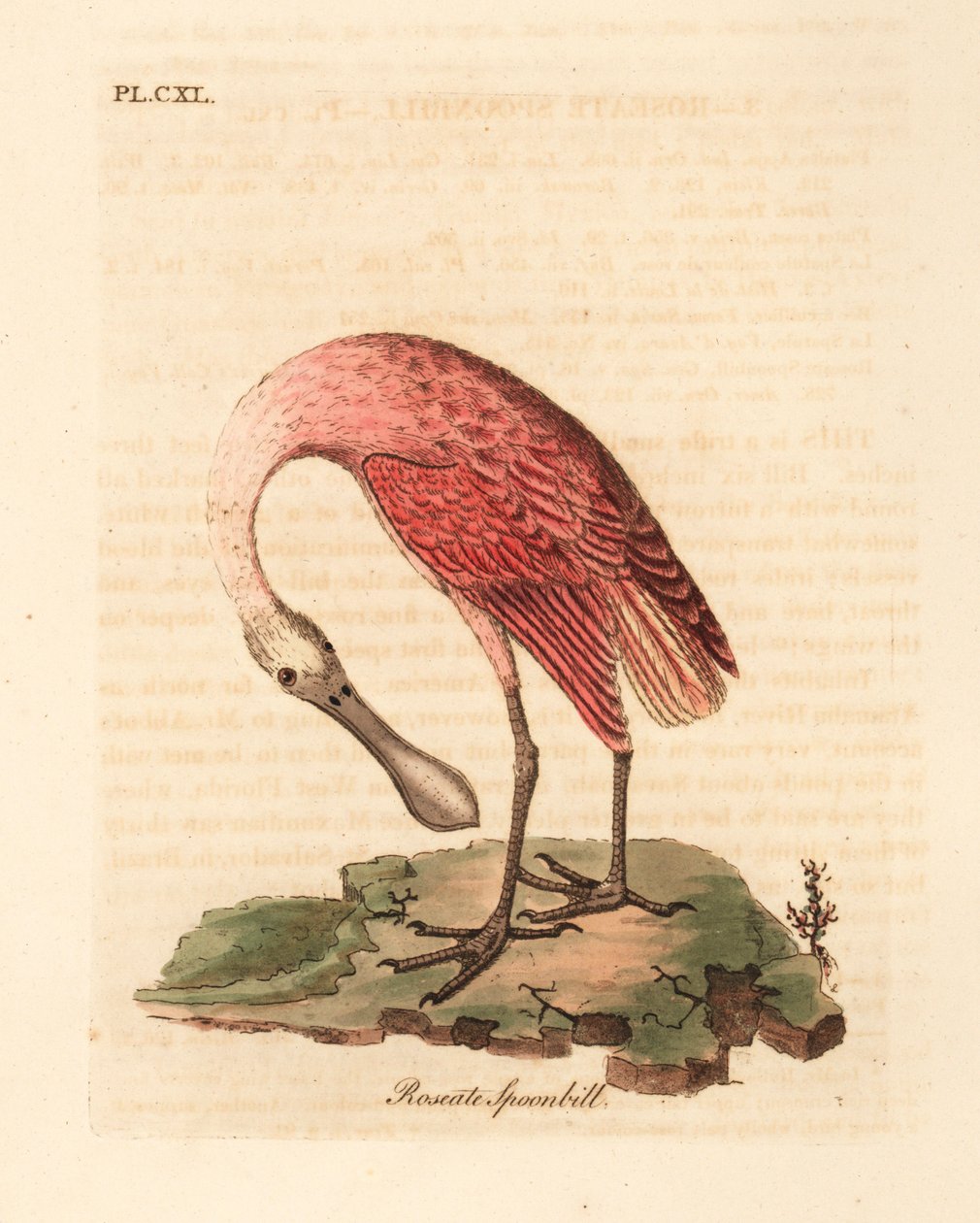 Roze lepelaar, Platalea ajaja. Handgekleurde koperplaat getekend en gegraveerd door John Latham uit zijn eigen A General History of Birds, Winchester door John Latham