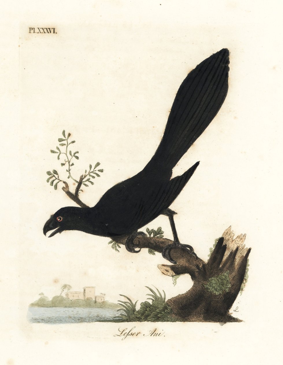 Gladbekani of Kleine Ani, Crotophaga ani. Handgekleurde koperplaat getekend en gegraveerd door John Latham uit zijn eigen A General History of Birds, Winchester door John Latham