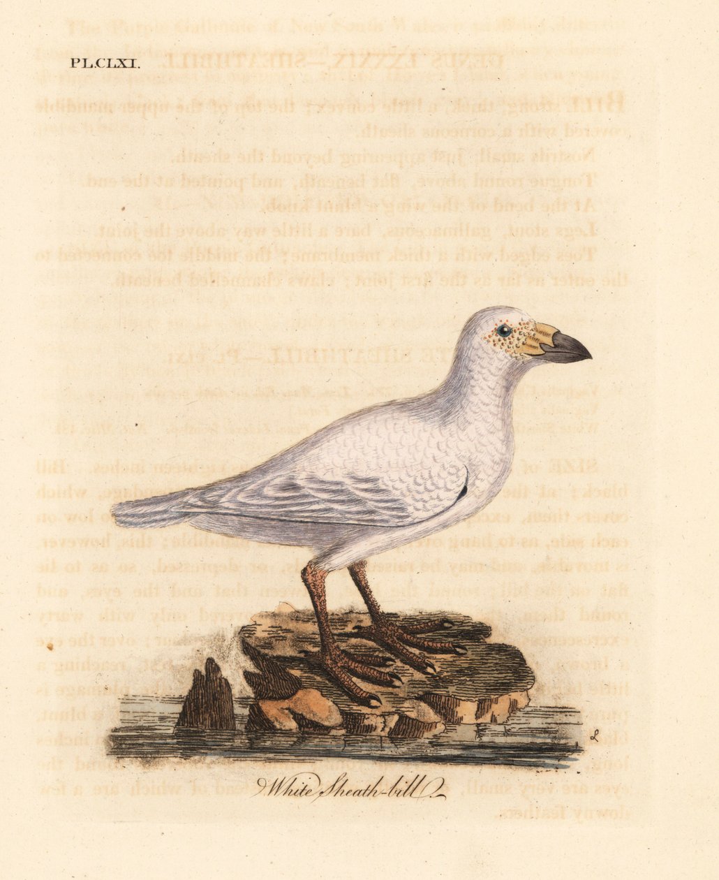 Sneeuwschedebek, Chionis albus. Handgekleurde kopergravure getekend en gegraveerd door John Latham uit zijn eigen A General History of Birds, Winchester door John Latham