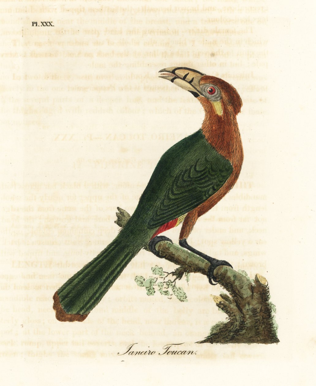Gevlekte toekan, Selenidera maculirostris, vrouwtje. Janeiro toekan. Handgekleurde koperplaat getekend en gegraveerd door John Latham uit zijn eigen A General History of Birds, Winchester door John Latham