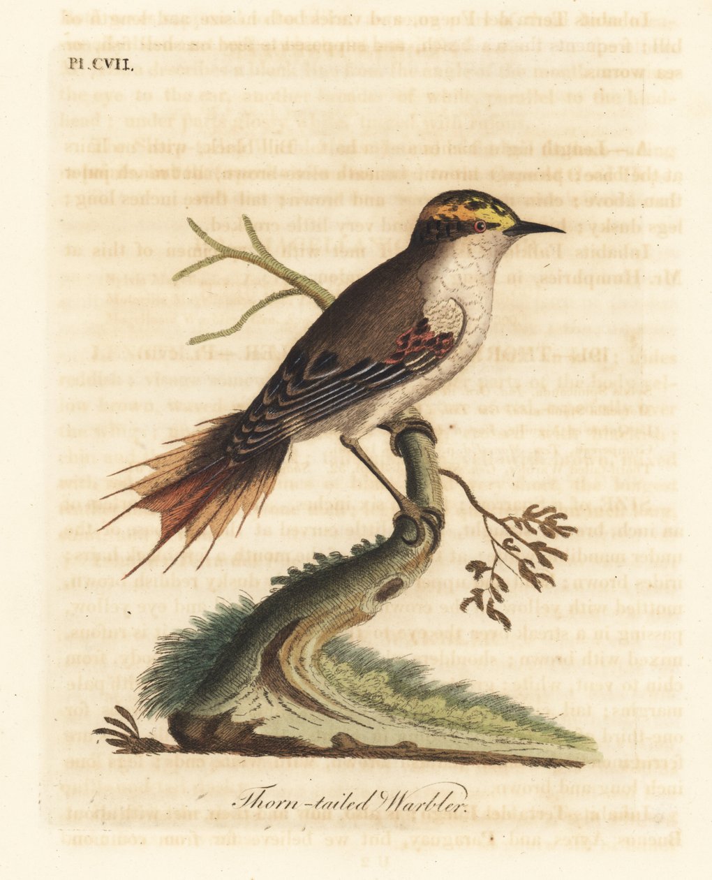 Doornstaart rayadito, Aphrastura spinicauda. Handgekleurde koperplaat getekend en gegraveerd door John Latham uit zijn eigen A General History of Birds, Winchester door John Latham