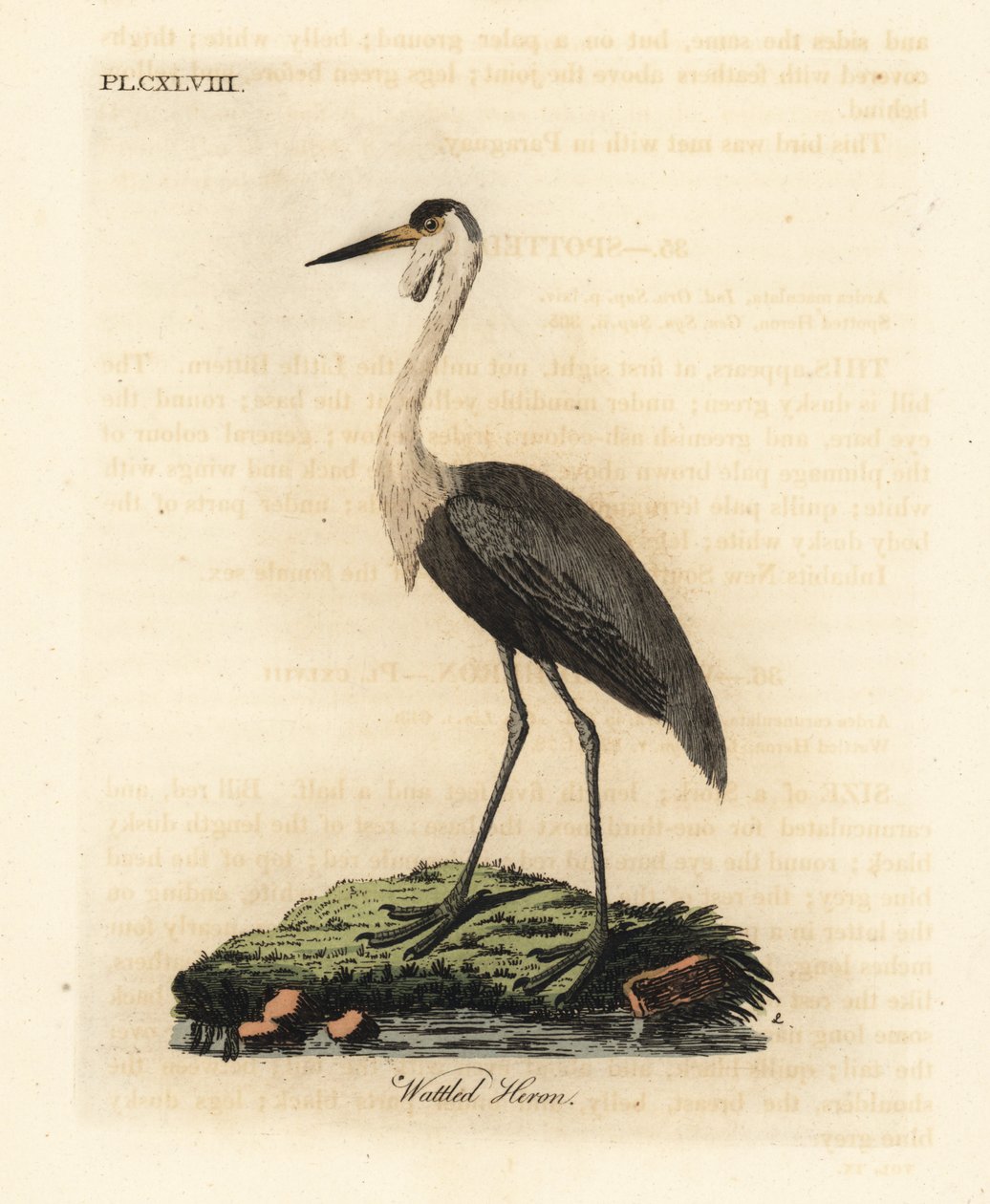 Lelkraanvogel, Bugeranus carunculatus. Kwetsbaar. (Lelreiger, Ardea carunculata.) Handgekleurde koperplaat getekend en gegraveerd door John Latham uit zijn eigen A General History of Birds, Winchester door John Latham