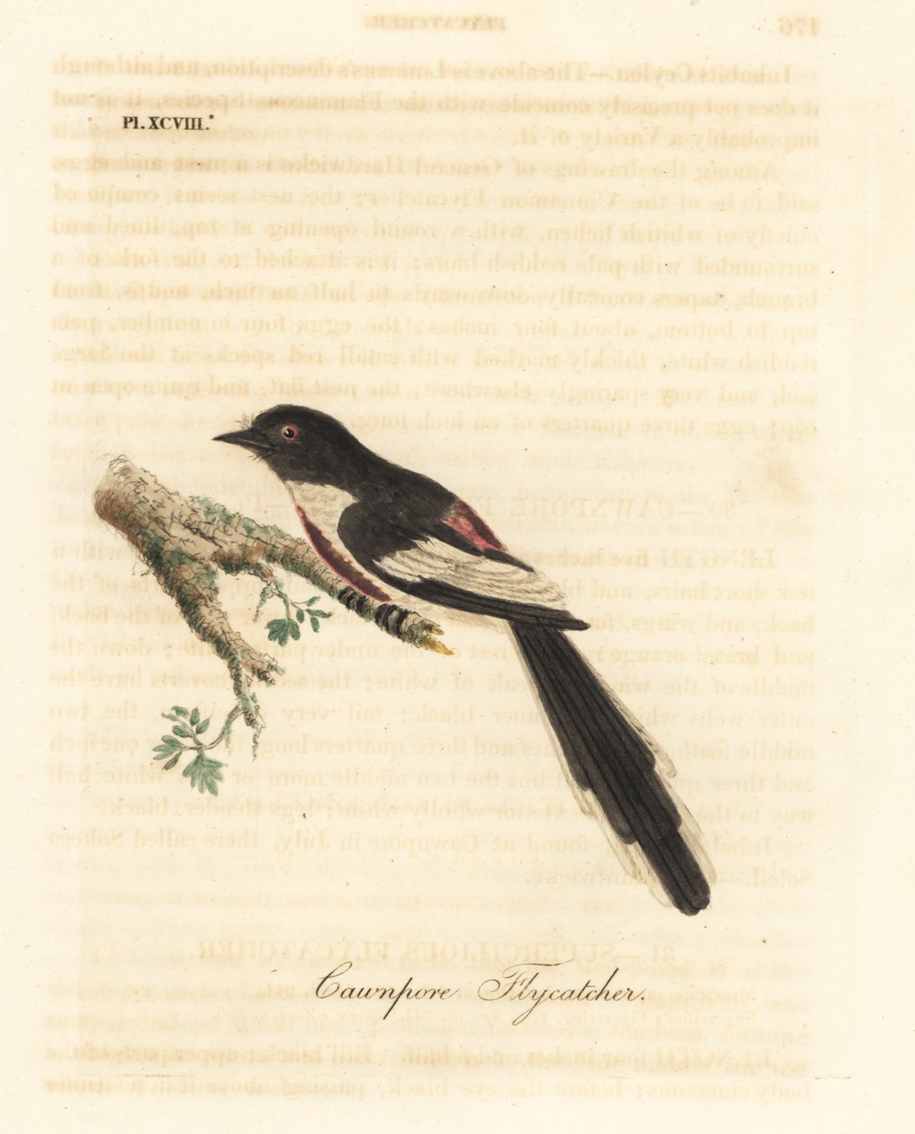 Witbuikminivet, Pericrocotus erythropygius (Cawnpore vliegenvanger). India. Handgekleurde koperplaat getekend en gegraveerd door John Latham uit zijn eigen A General History of Birds, Winchester door John Latham