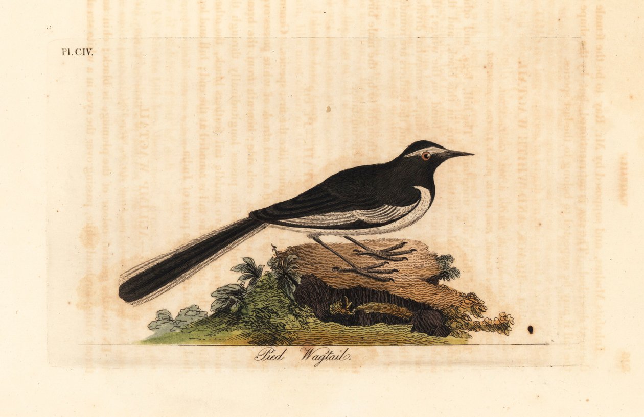 Witte wenkbrauwkwikstaart, Motacilla maderaspatensis. Handgekleurde kopergravure getekend en gegraveerd door John Latham uit zijn eigen A General History of Birds, Winchester door John Latham