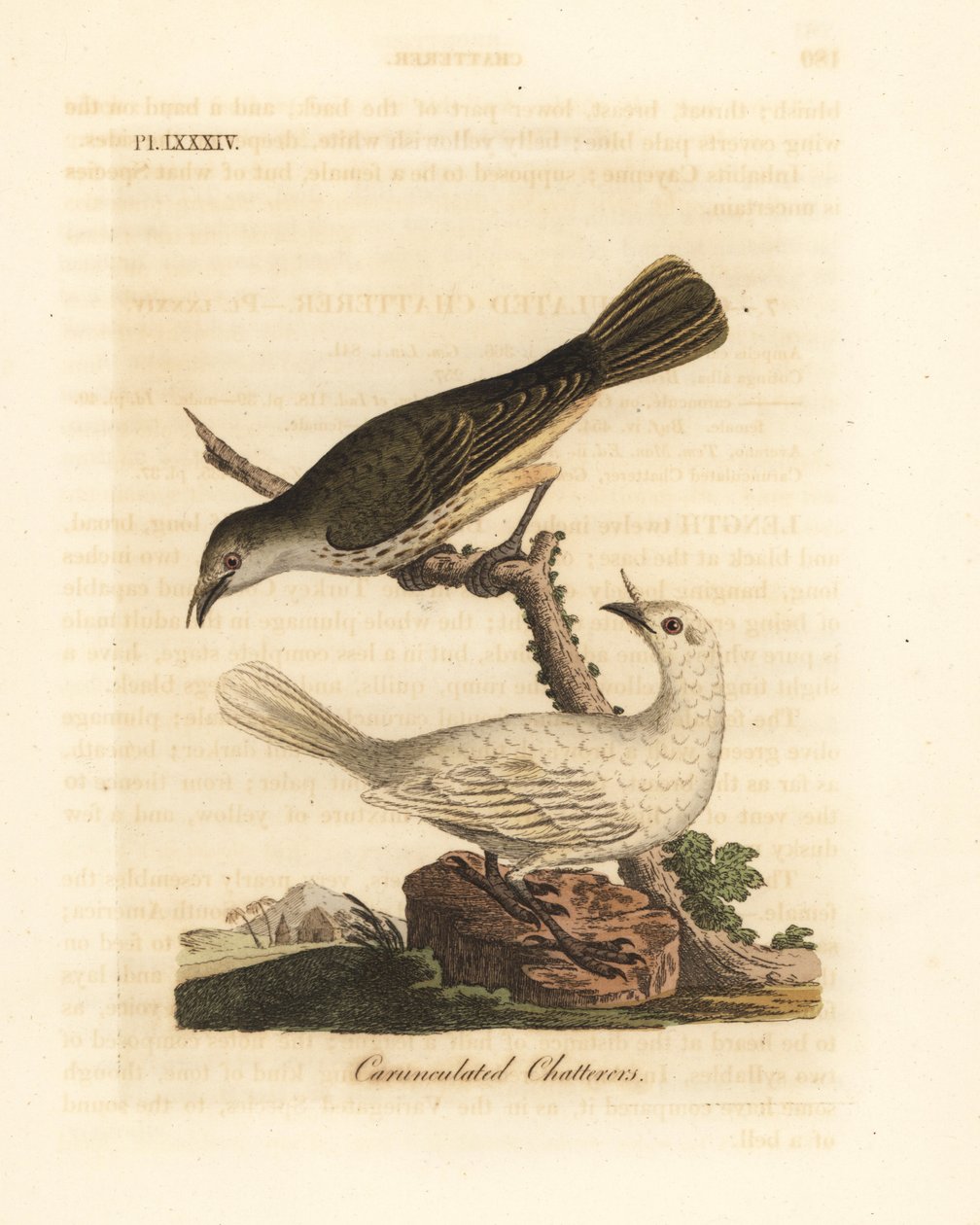 Witte klokkendief, Procnias albus, mannetje en vrouwtje (Karnukkelige babbelaar, Ampelis carunculata). Handgekleurde koperplaat getekend en gegraveerd door John Latham uit zijn eigen A General History of Birds, Winchester door John Latham