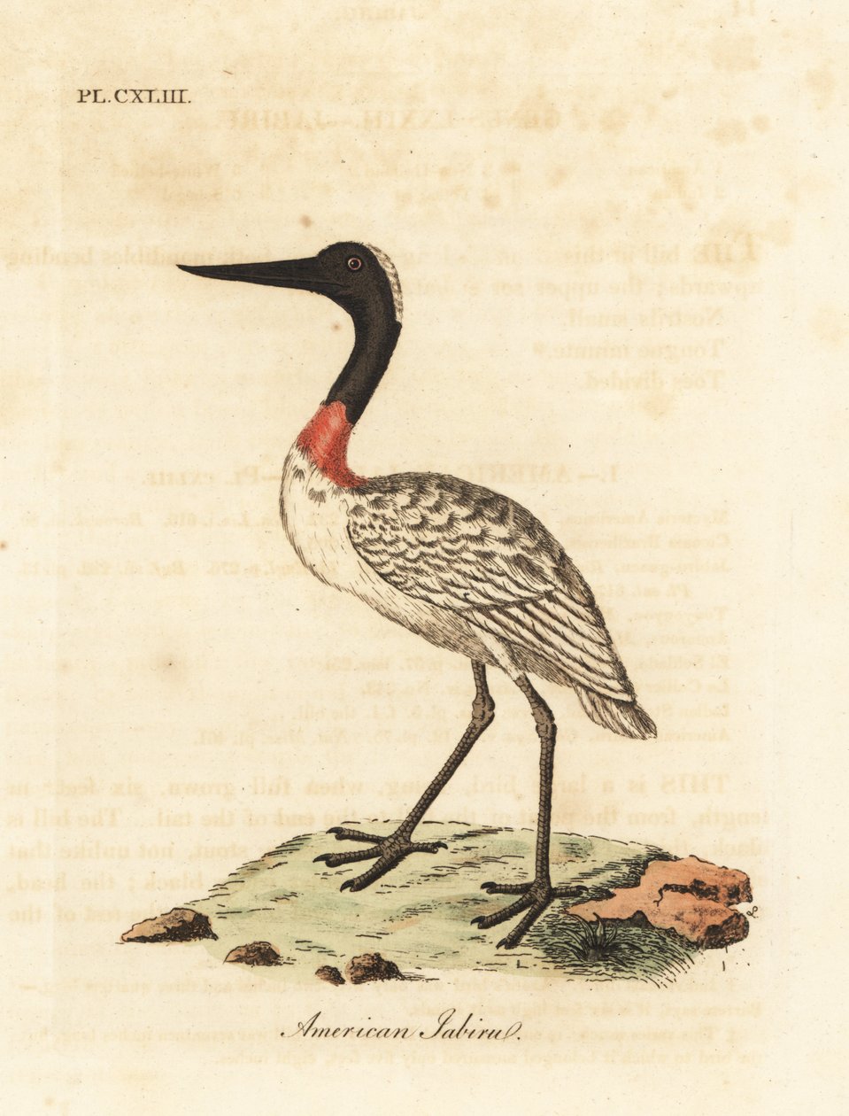 Hout ooievaar, Mycteria americana. Handgekleurde koperplaat getekend en gegraveerd door John Latham uit zijn eigen A General History of Birds, Winchester door John Latham
