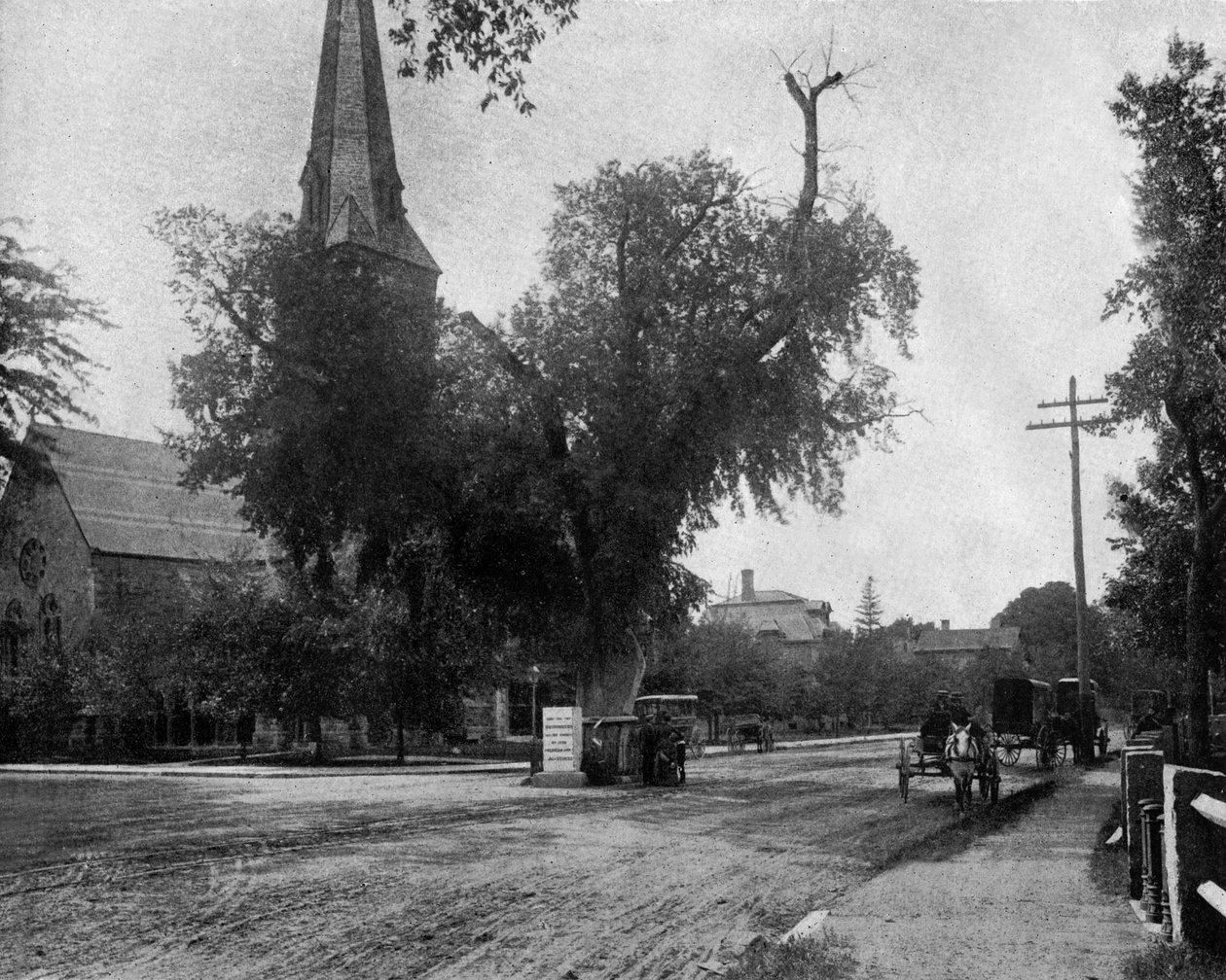 Washington iepboom in Cambridge, Massachusetts, VS, ca. 1900 (zw/w foto) door John Lawson Stoddard