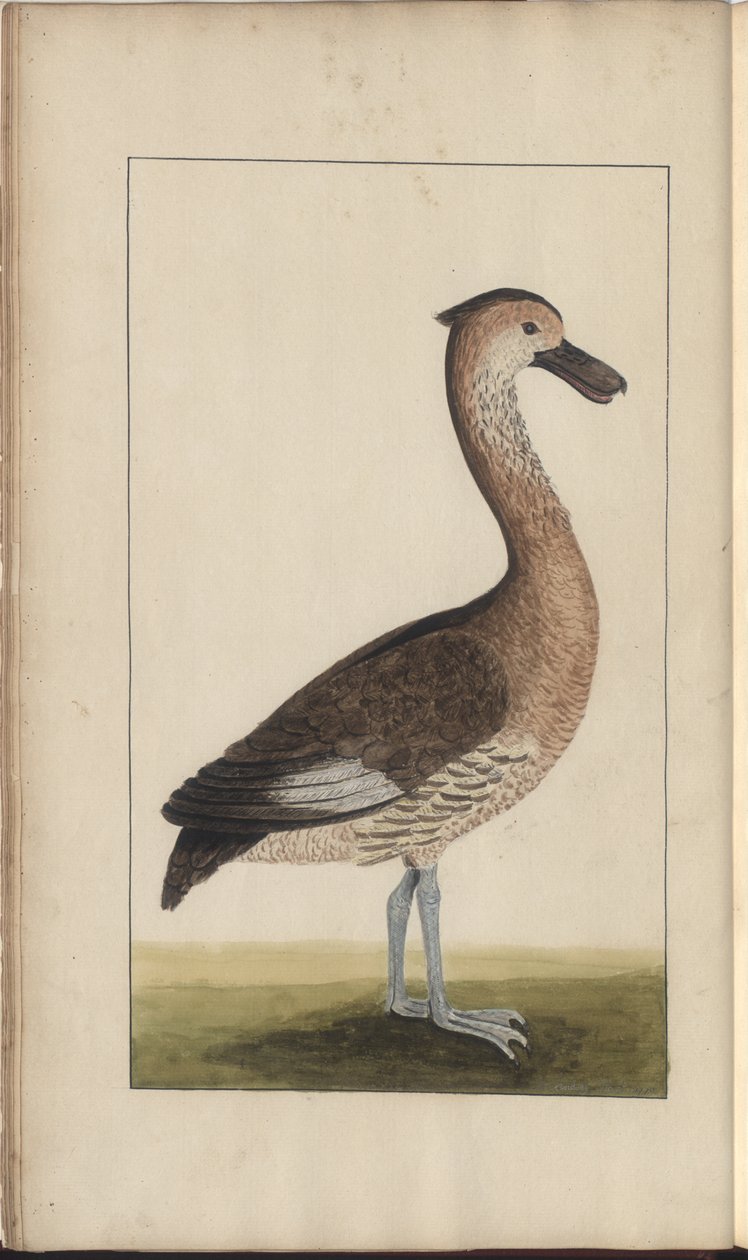 Een pagina uit de 
