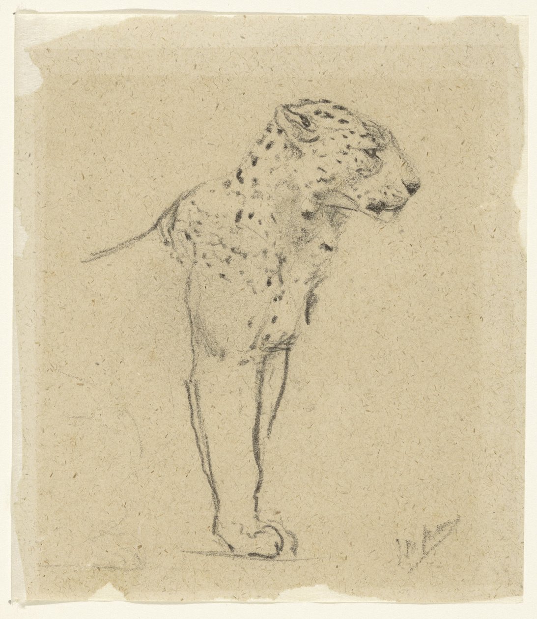 Studie van een staande luipaard door John Macallan Swan