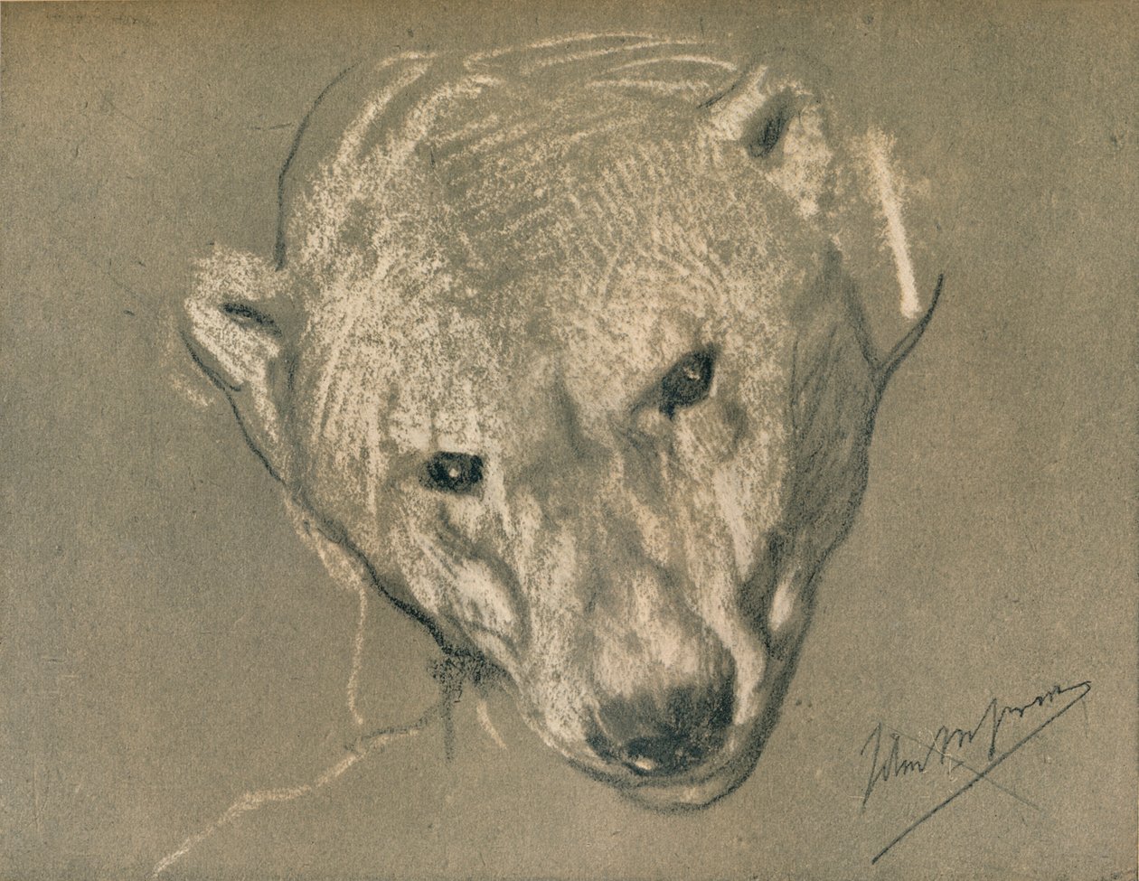 Studie van een ijsberenhoofd, ca. 1901 door John Macallan Swan