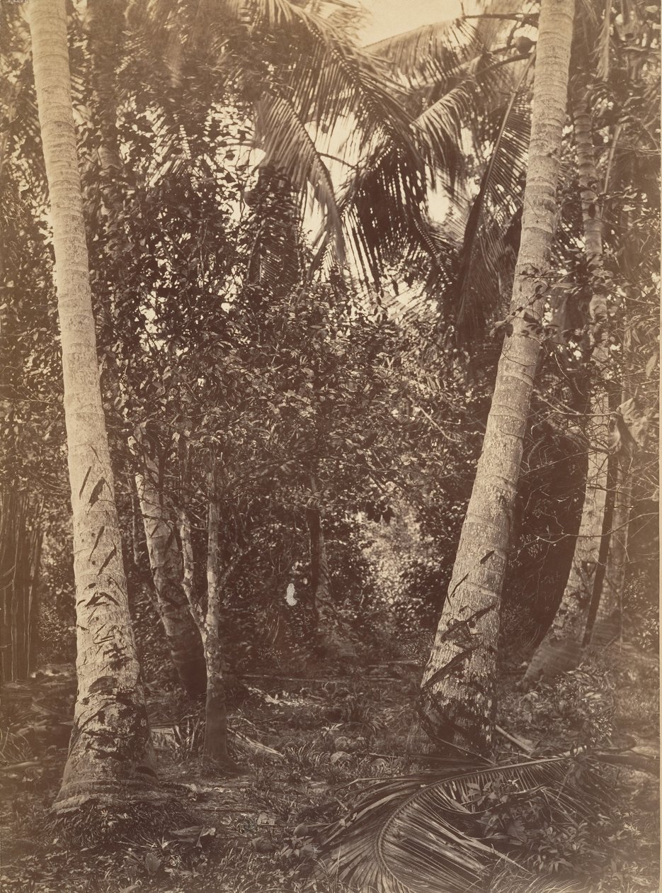 Tropisch landschap, bos nabij Turbo, 1871 door John Moran