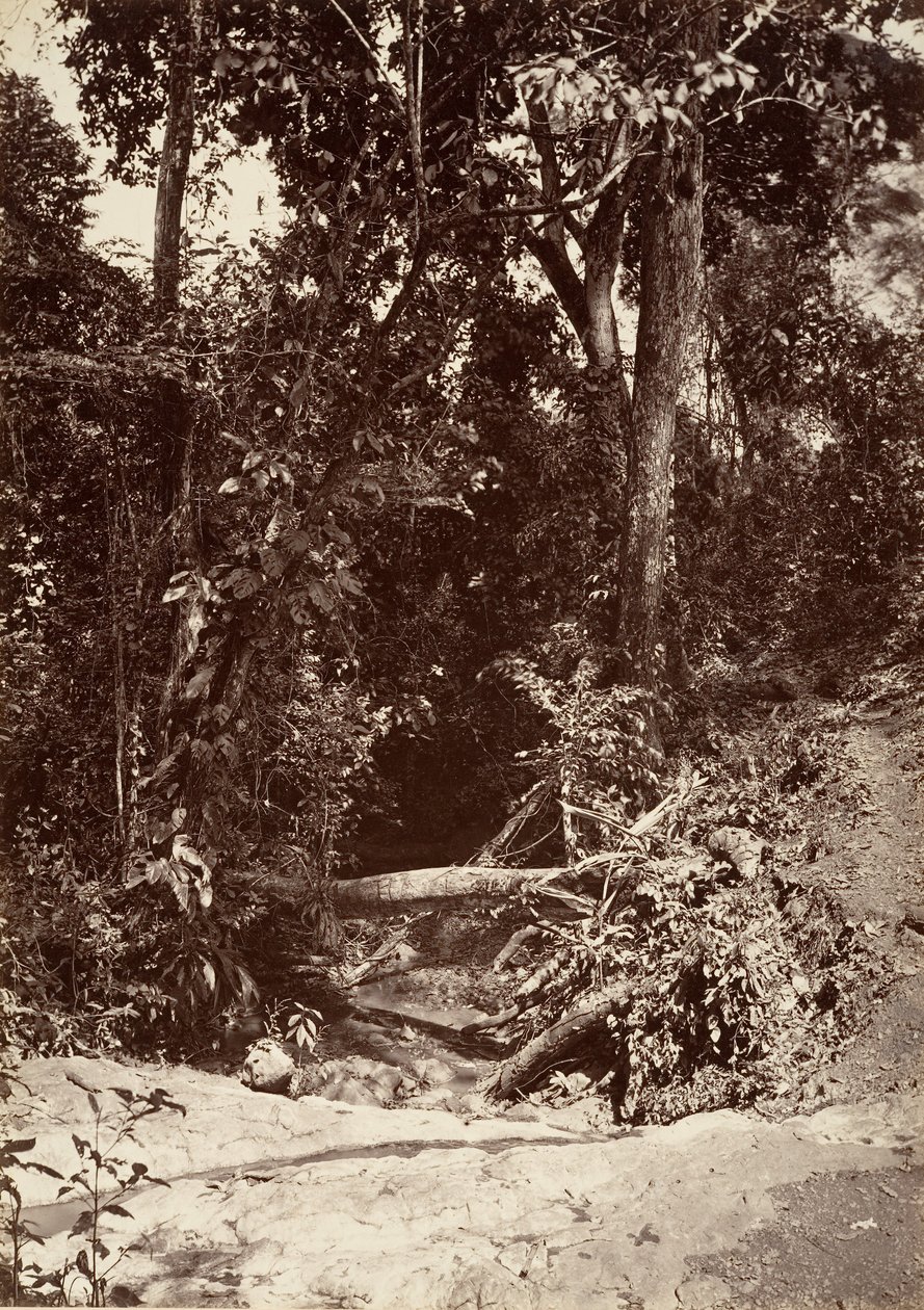Tropisch landschap, De beek El Bano, Chipigana, 1871 door John Moran