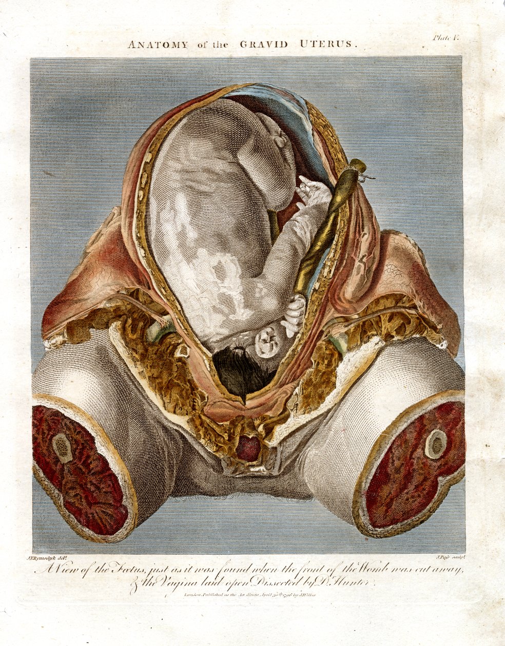 Anatomie van de zwangere baarmoeder door John Pass