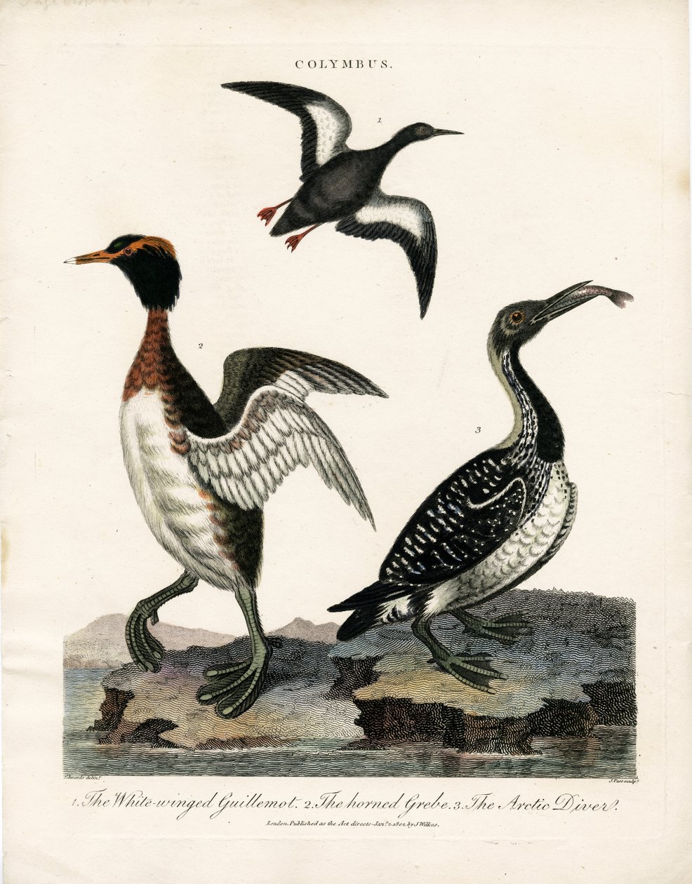 Arctische zeevogels van het Colymbus-geslacht door John Pass