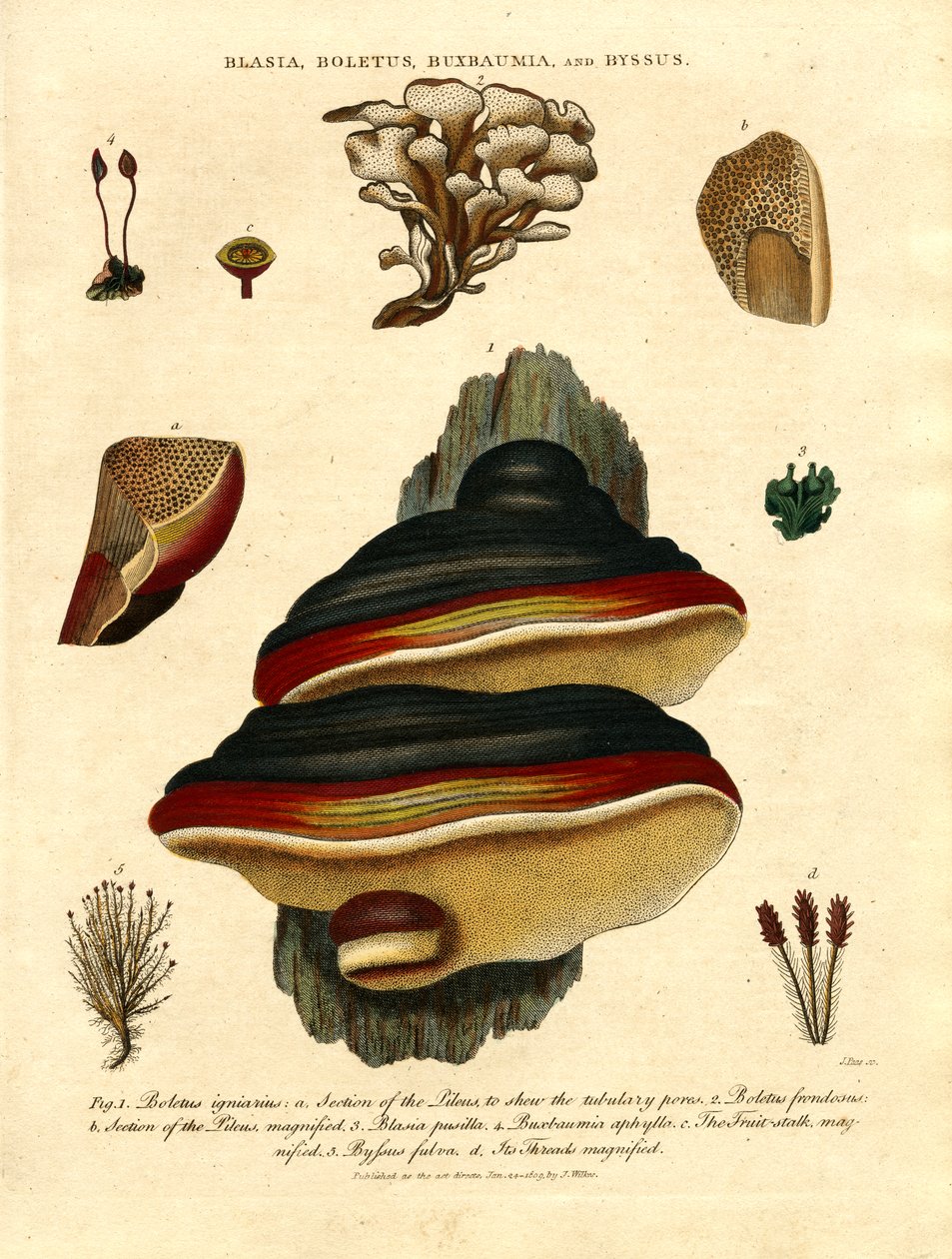 Blasia;Boletus;Buxbaumia;en Byssus door John Pass