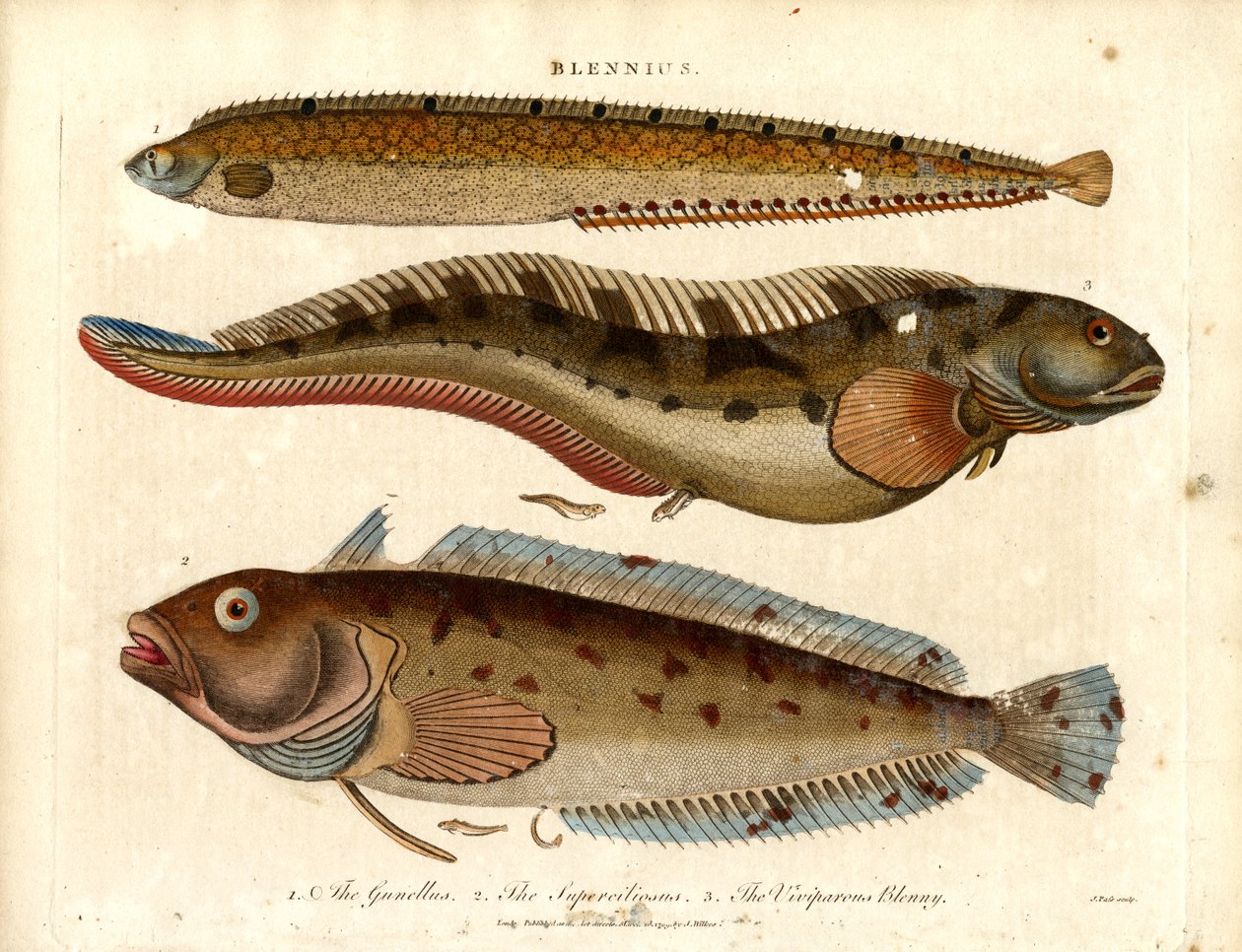 Blennies (Blennius) door John Pass