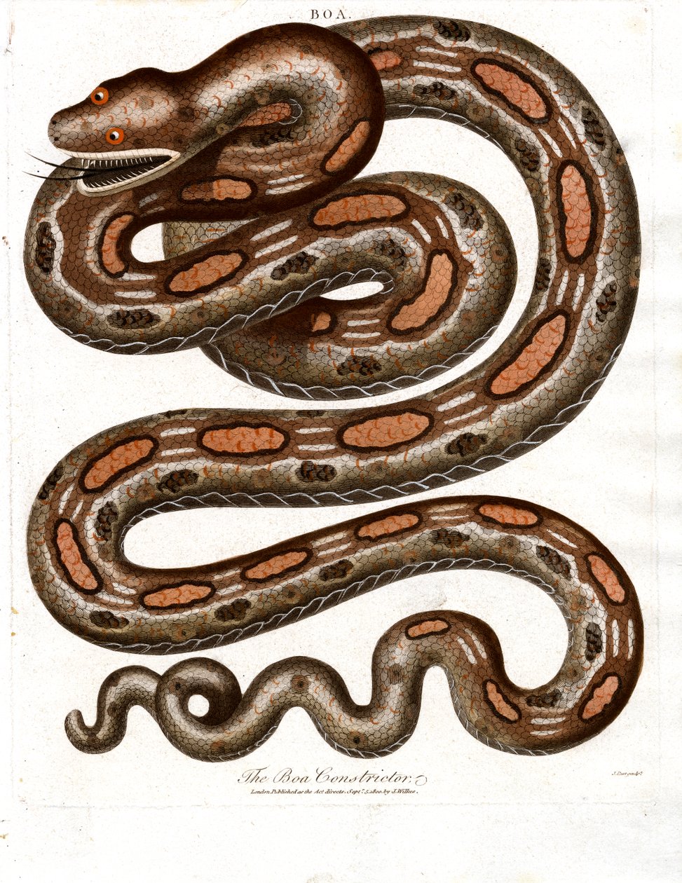 Boa Constrictor door John Pass