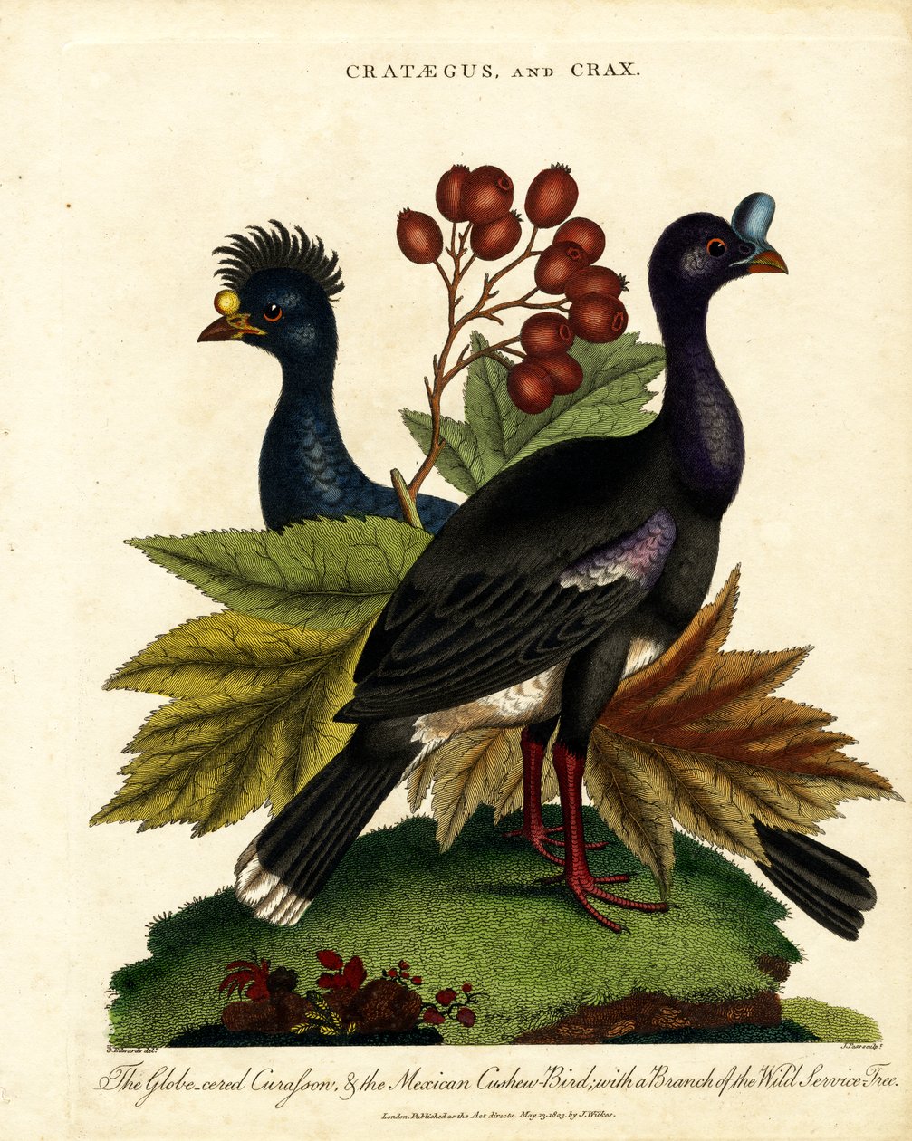 Crataegus en Crax: Glanswulp en Mexicaanse Cashew-vogel met Wilde Dienstboom door John Pass