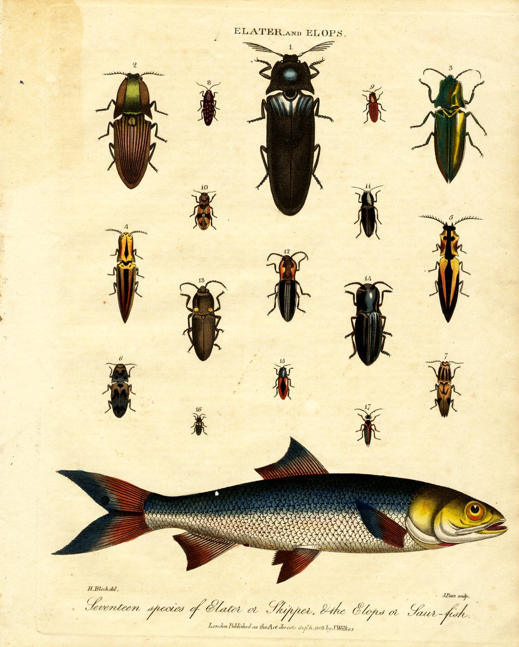 Elater en Elops: Zeventien soorten Elater of Skipper; de Elops of Saur-fish door John Pass
