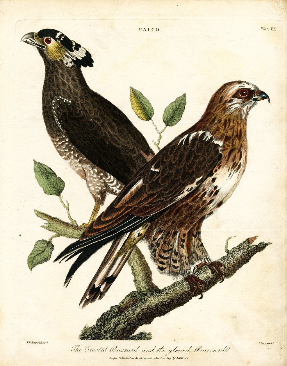 Falco: Buizerd en handschoenbuizerd door John Pass