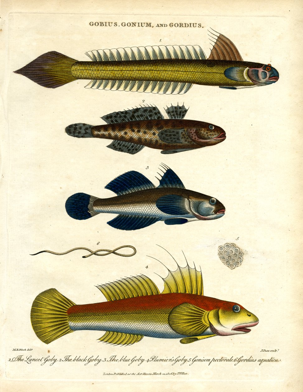 Gobius, Gonium en Gordius: Grondels en haarwormen door John Pass