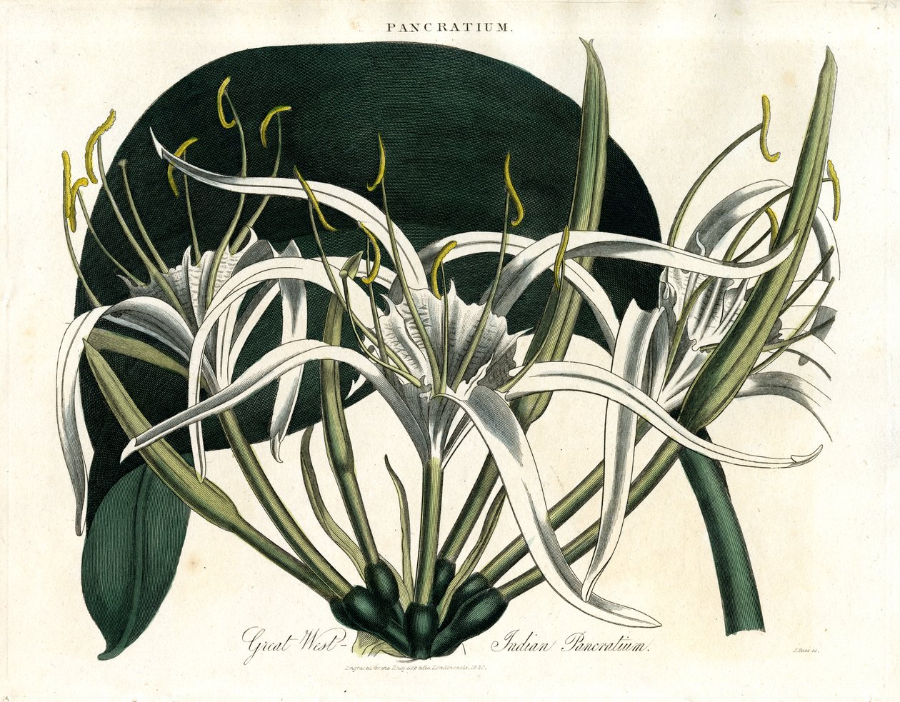Great West-Indies Pancratium (Indian Pancratium) door John Pass