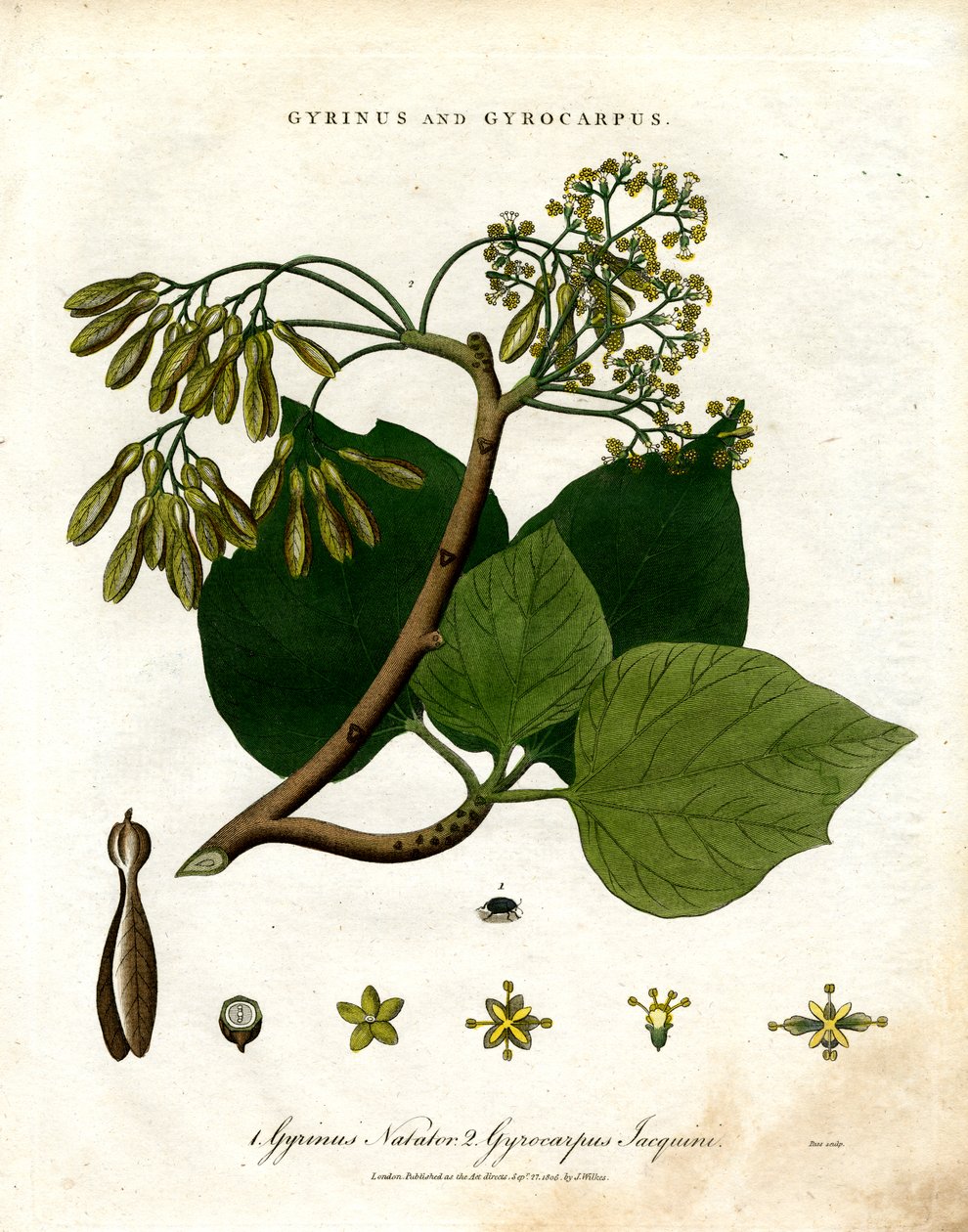 Gyrinus en Gyrocarpus door John Pass