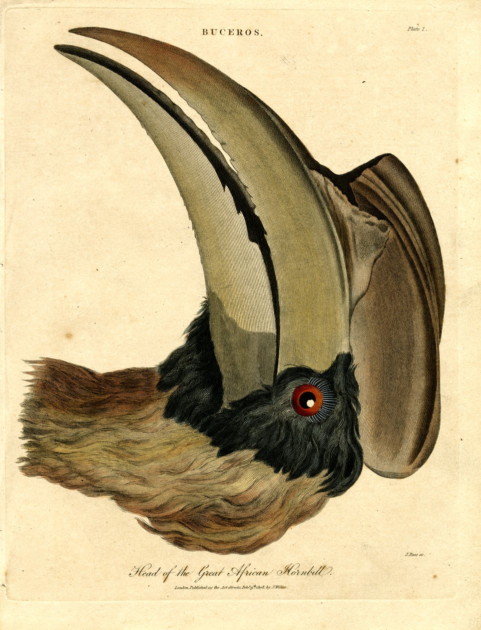 Kop van de grote Afrikaanse neushoornvogel door John Pass