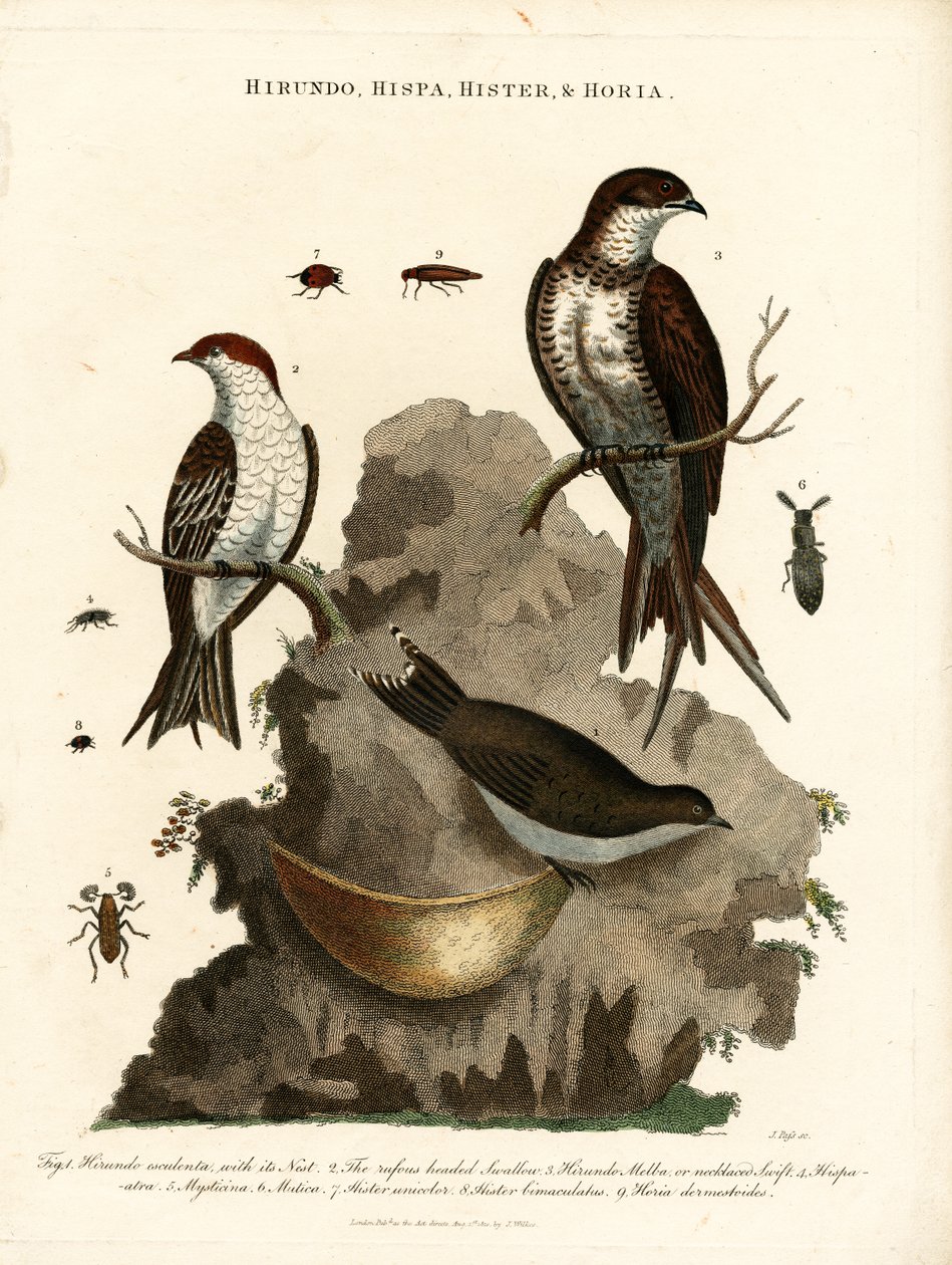 Hirundo;Hispa;Hister  Hortia: Zwaluwen en Kevers door John Pass