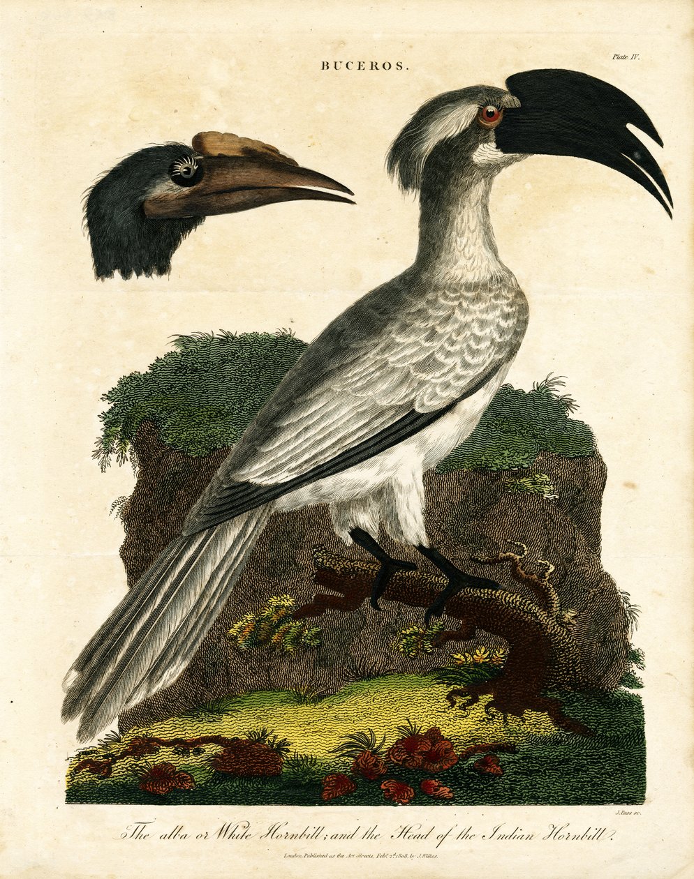 Neushoornvogels (Buceros) door John Pass
