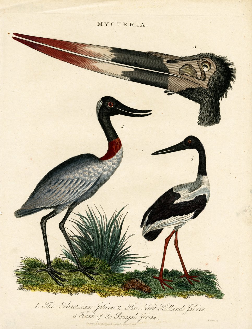 Jabiru soorten (Mycteria) met anatomische details door John Pass