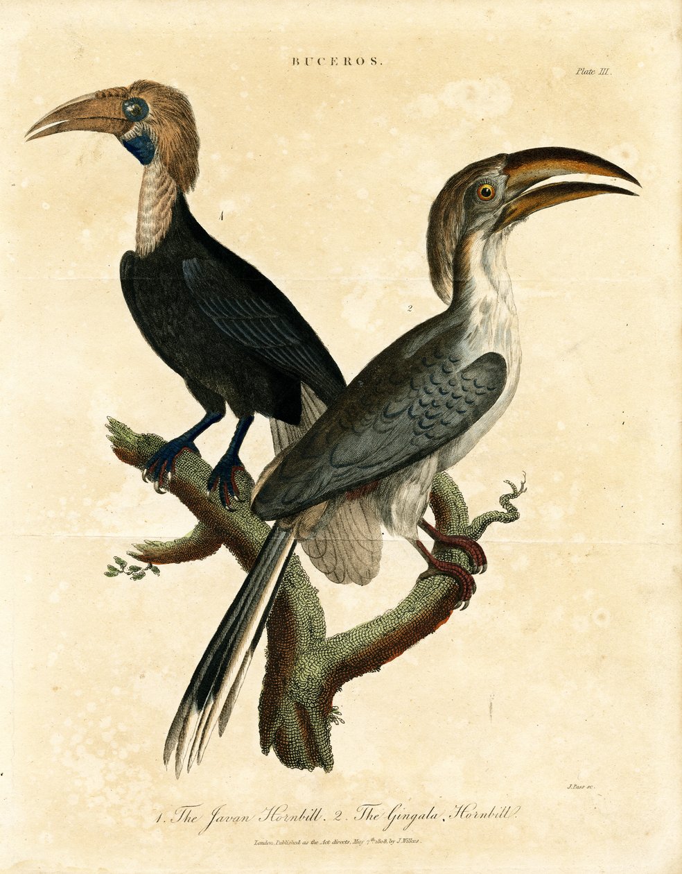 Javaanse neushoornvogel en Gingala neushoornvogel (Buceros) door John Pass