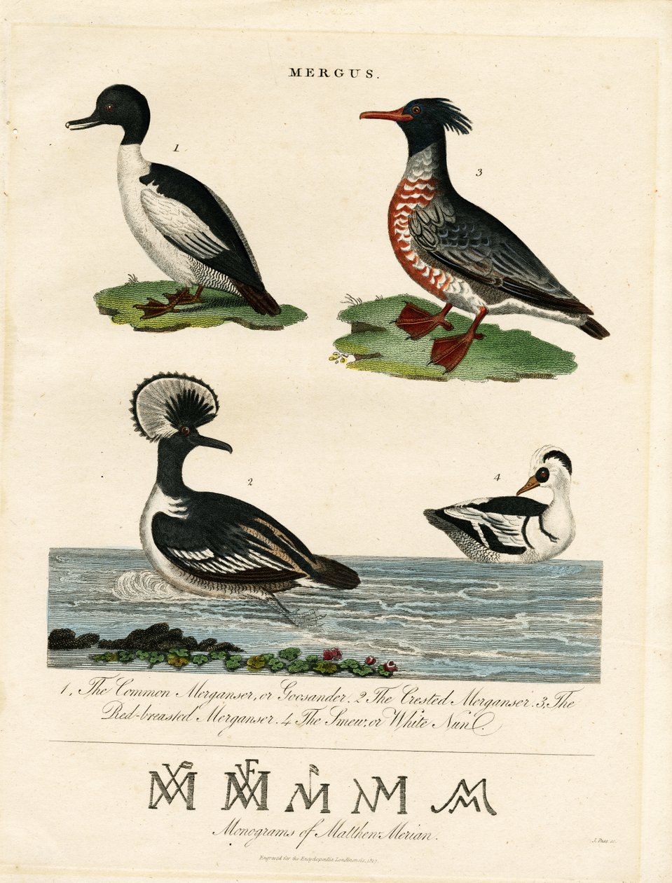 Mergansers (Mergus) door John Pass