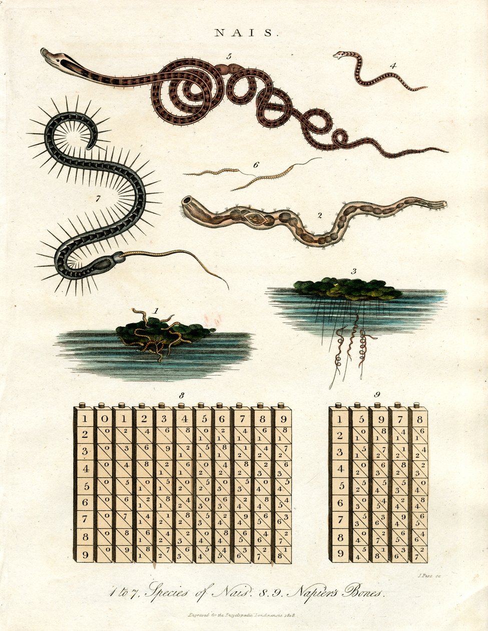 Nais - Aquatische organismen en Napiers hengels door John Pass