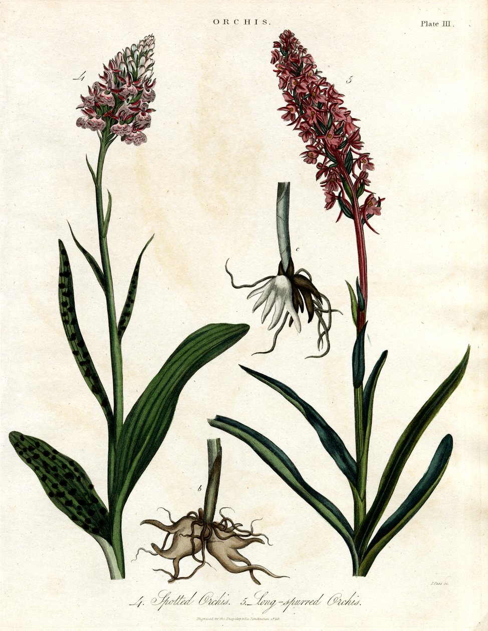 Orchideeën: Gevlekte en Langarige Orchis door John Pass