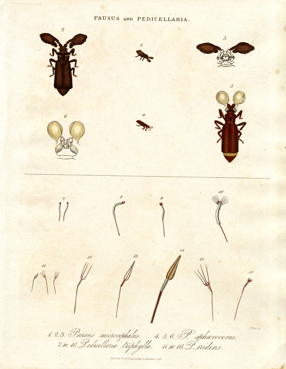Pausus en Pedicellaria - Insectensoorten door John Pass