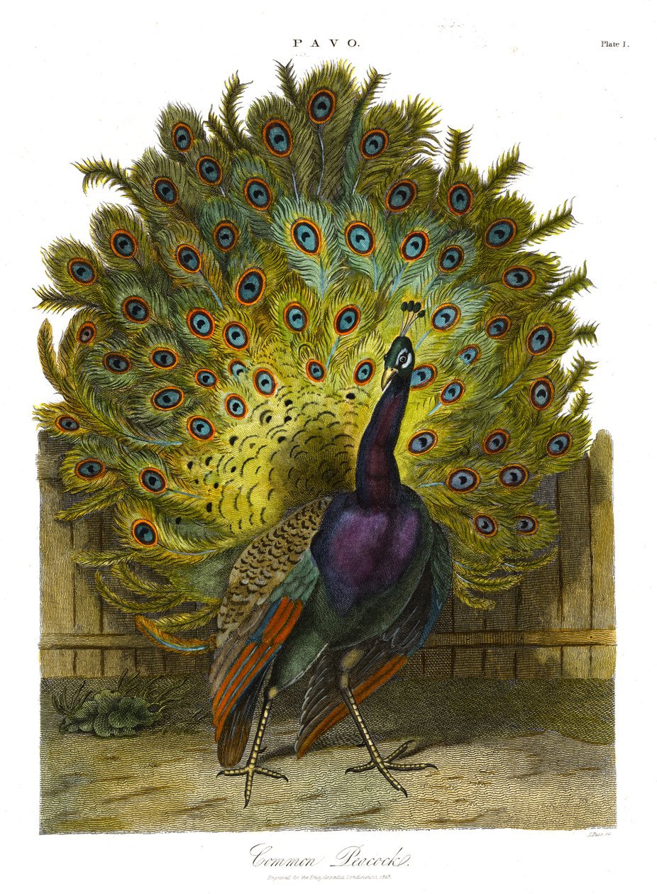 Pavo: pauw door John Pass