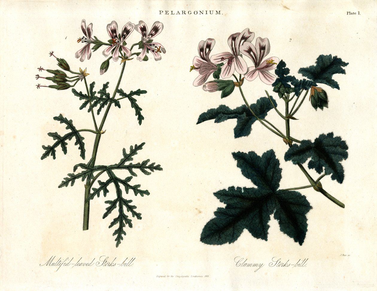 Pelargonium Soorten: Meerbladige Ooievaarsbek en Klamme Ooievaarsbek door John Pass