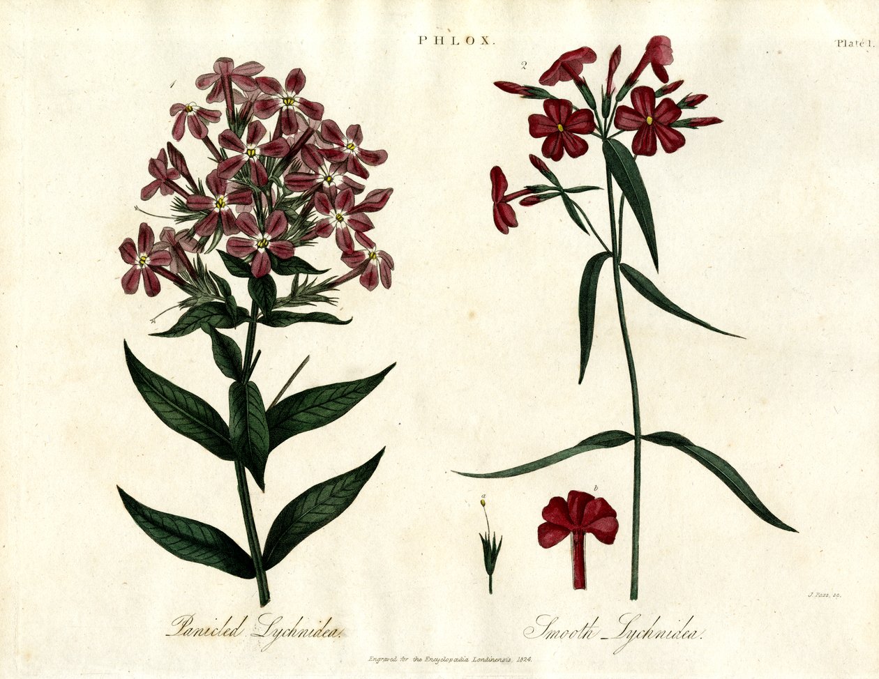 Phlox Soorten door John Pass