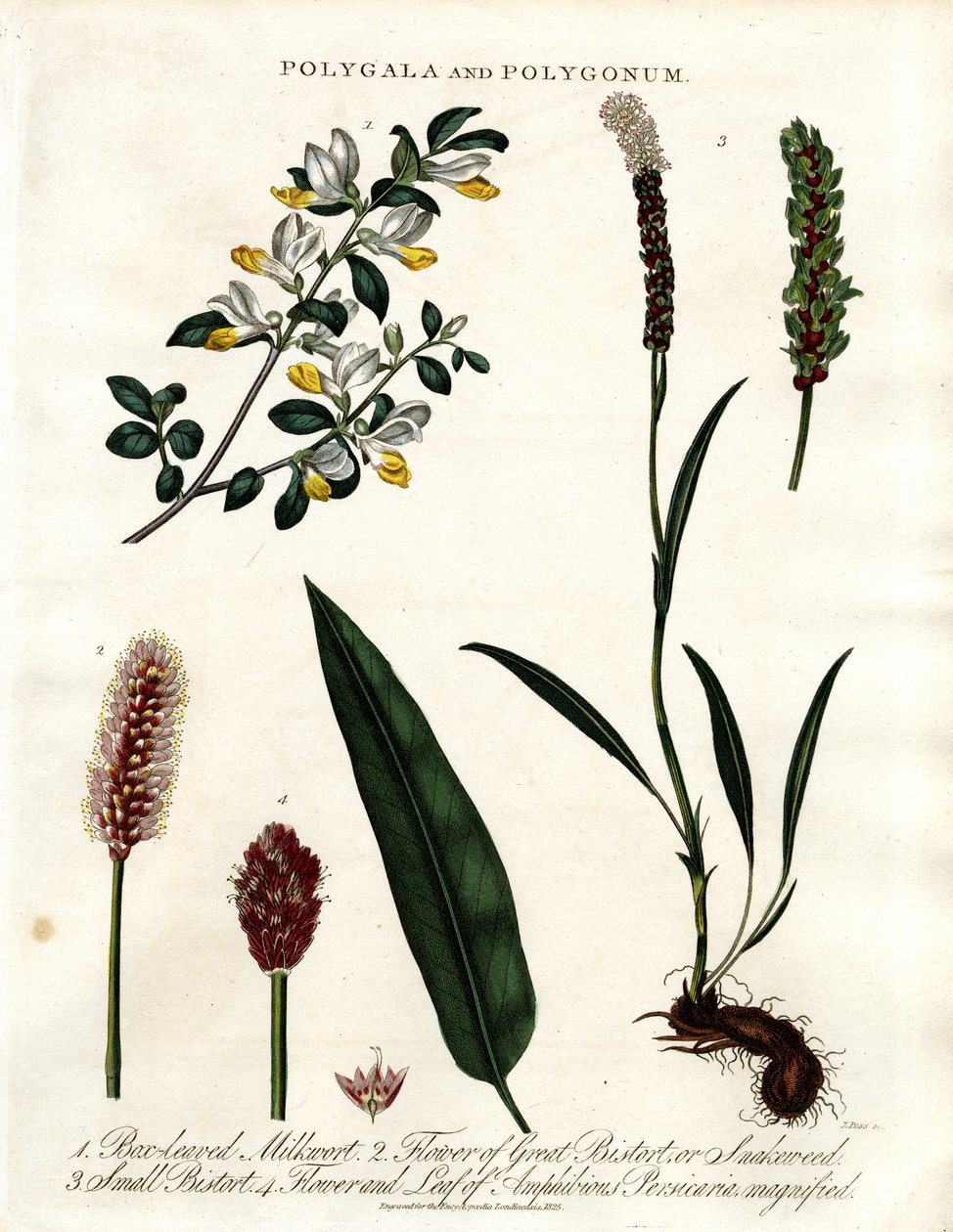 Polygala en Polygonum door John Pass
