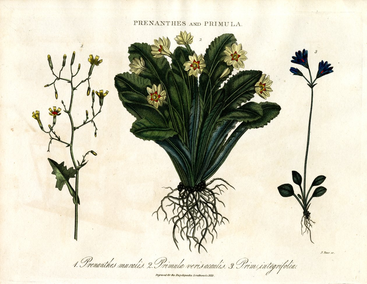 Prenanthes en Primula: Muursla; sleutelbloem en heelbladige sleutelbloem door John Pass