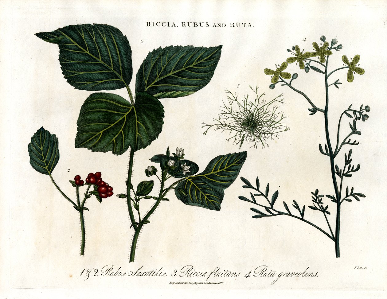Riccia; Rubus en Ruta door John Pass