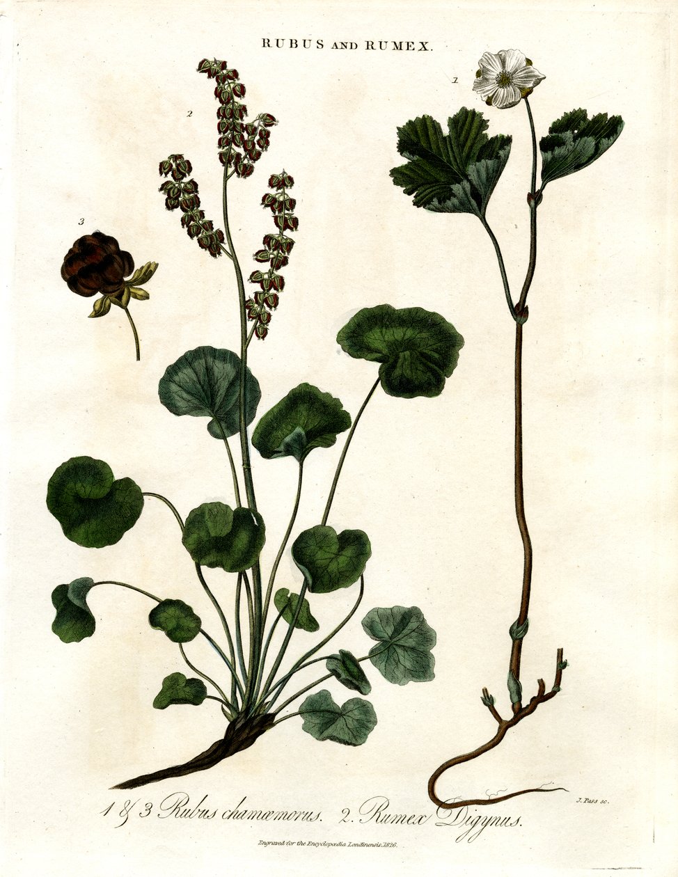 Rubus en Rumex: Wolkenbes en Bergzuring door John Pass